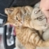 Böbrek rahatsızlığı var sokakta yaşayamaz fotoğraf