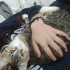 Sevimli Yavruya yuva arıyorum fotoğraf