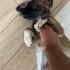 Poppy, çok akıllı tuvalet, tasma eğitimi var. fotoğraf