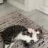 Merkür kalıcı yeni kuvasını arıyor💕 fotoğraf