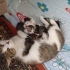 4 adet yavru kedi fotoğraf