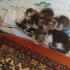 4 adet yavru kedi fotoğraf