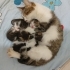 4 adet yavru kedi fotoğraf