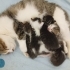 4 adet yavru kedi fotoğraf