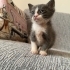 British tekir kırma fotoğraf