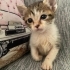 British tekir kırma fotoğraf