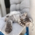 YAKLAŞIK 7 AYLIK BRİTİSH LONGHAİR..!! fotoğraf
