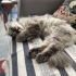 YAKLAŞIK 7 AYLIK BRİTİSH LONGHAİR..!! fotoğraf