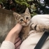 Yumiyum yuva arıyor fotoğraf