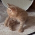 2 erkek yavru kedi fotoğraf