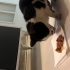 siyah kedi acil yuva fotoğraf
