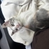 Küçük kızçeye yuva arıyoruz fotoğraf