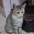 ÜCRETSİZ ESKİŞEHİR ACİL 5 tane dişi yavru 3 aylık fotoğraf