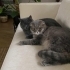 British Shorthair / Scotish fotoğraf