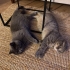 British Shorthair / Scotish fotoğraf