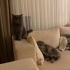 British Shorthair / Scotish fotoğraf