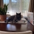 British Shorthair / Scotish fotoğraf
