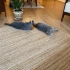 British Shorthair / Scotish fotoğraf