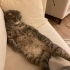 British Shorthair / Scotish fotoğraf