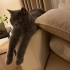 British Shorthair / Scotish fotoğraf