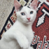 MAVİŞ OĞLAN YUVASINI ARIYOR fotoğraf