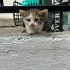 Bilinen en akıllı kedi Calico fotoğraf
