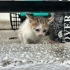 Bilinen en akıllı kedi Calico fotoğraf