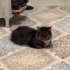 Ücretsiz Sahiplendirme fotoğraf