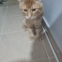 Main coon turuncu kedi ücretsiz fotoğraf