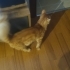 Main coon turuncu kedi ücretsiz fotoğraf