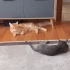 Main coon turuncu kedi ücretsiz fotoğraf