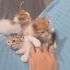 Minik Köfte Sevgi Dolu Ailesini Arıyor fotoğraf
