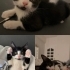 Henüz 1.5 Aylık, Sadece 650 Gram. Bu Uslu Bebeğe Aile Arıyoruz fotoğraf