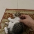 Acil yuva aranıyor fotoğraf