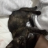 Dişi güzel kedi fotoğraf
