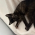 Dişi güzel kedi fotoğraf