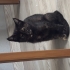 Dişi güzel kedi fotoğraf