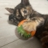 Sevgi dolu Bebek Yavru kedi arabamızdan çıktı fotoğraf