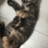 Sevgi dolu Bebek Yavru kedi arabamızdan çıktı fotoğraf