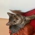 British shorthair annenin yavruları fotoğraf