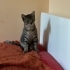 British shorthair annenin yavruları fotoğraf