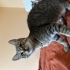 British shorthair annenin yavruları fotoğraf