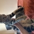 British shorthair annenin yavruları fotoğraf