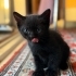 OYUNCU 2 AYLIK YAVRU EVDE DOĞDU fotoğraf