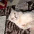 OYUNCU 2 AYLIK YAVRU EVDE DOĞDU fotoğraf