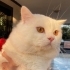 Tam bir oyun kedisi fotoğraf