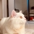 Tam bir oyun kedisi fotoğraf