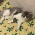 ESKİŞEHİR ACİL / SOKAĞA ATILAN EV KEDİSİ YUVA ARIYORUZ! fotoğraf