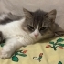ESKİŞEHİR ACİL / SOKAĞA ATILAN EV KEDİSİ YUVA ARIYORUZ! fotoğraf