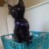PANTER COK SEKER. fotoğraf